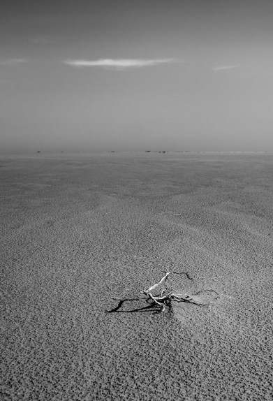 Camargue landscape-Vincent Recordier-Artwork_2953.jpg