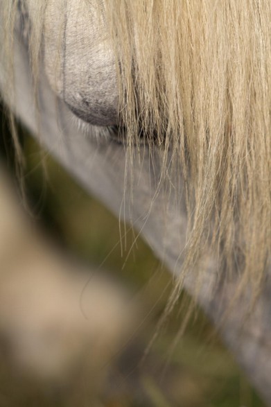 Camargue horse-Vincent Recordier-Artwork_0513.jpg