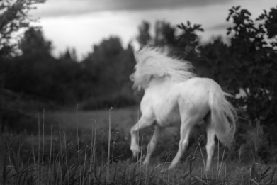 Camargue horse-Vincent Recordier-Artwork_8795.jpg