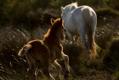 Camargue horses-Vincent Recordier-Artwork_2929.jpg