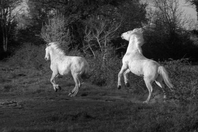 Camargue horses-Vincent Recordier-Artwork_9793 (2).jpg